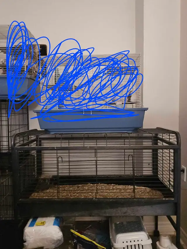 Guinea Pig Cage