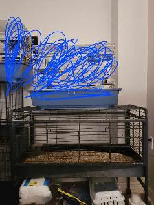Guinea Pig Cage