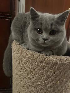 Scottish Straight and Scottish Fold kittens CCA/AFC registered - Photo 3