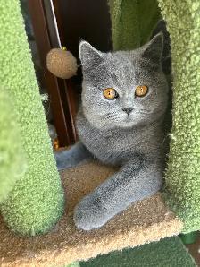 Scottish Straight and Scottish Fold kittens CCA/AFC registered - Photo 4