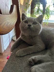 Scottish Straight and Scottish Fold kittens CCA/AFC registered - Photo 5