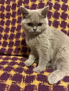 Scottish Straight and Scottish Fold kittens CCA/AFC registered - Photo 7