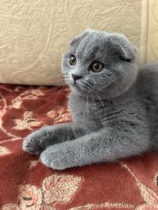 Scottish Straight and Scottish Fold kittens CCA/AFC registered - Photo 8