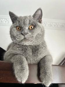 Scottish Straight and Scottish Fold kittens CCA/AFC registered - Photo 9