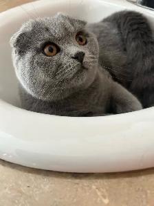 Scottish Straight and Scottish Fold kittens CCA/AFC registered - Photo 10