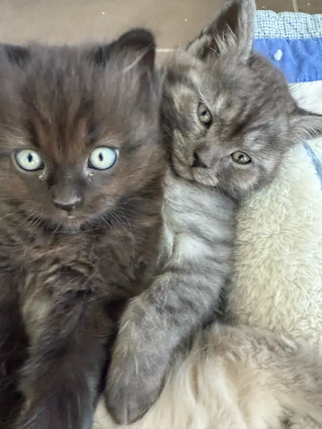 Black Fluffy Chinchilla Persian Siamese Cross Kitten