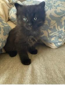 Black Fluffy Chinchilla Persian Siamese Cross Kitten - Photo 2