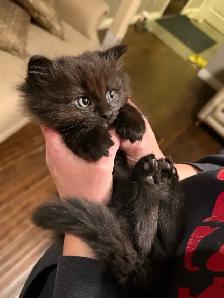 Black Fluffy Chinchilla Persian Siamese Cross Kitten - Photo 3