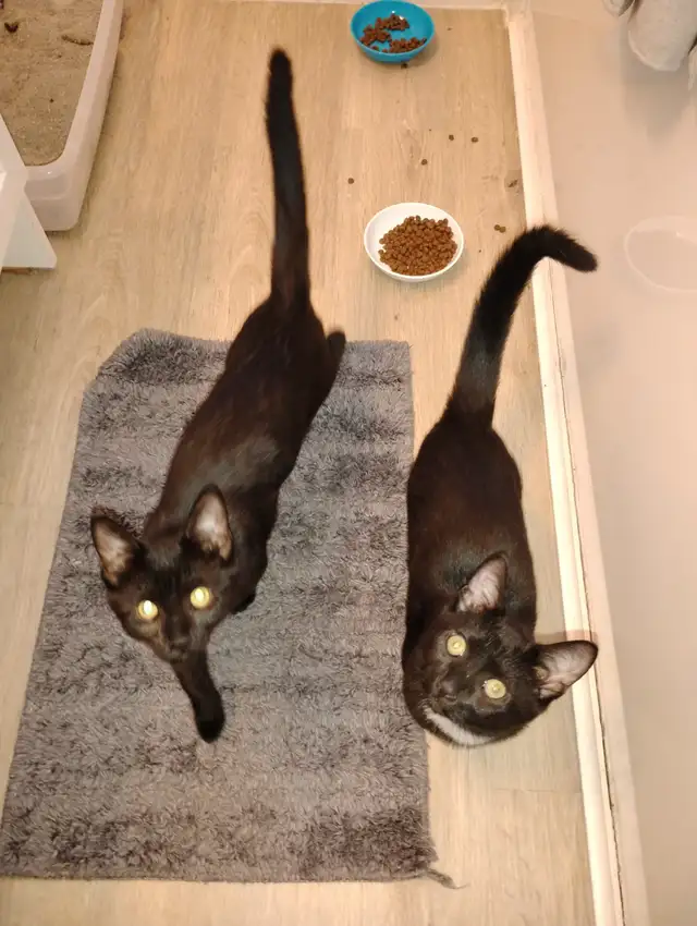 2 Free kittens