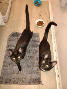 2 Free kittens
