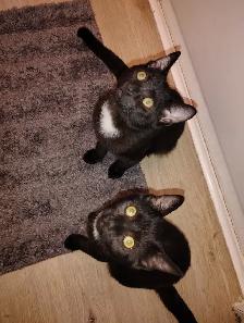 2 Free kittens - Photo 2