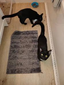 2 Free kittens - Photo 3