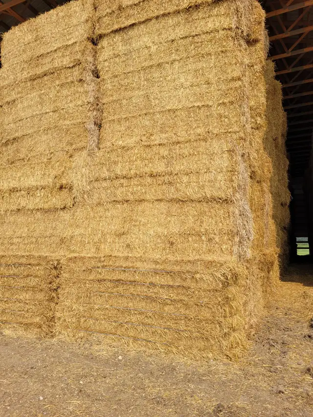 Premium Wheat Straw Bales (Large Square)