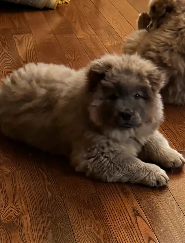 CHOW CHOW PUPPIES — PURE BRED