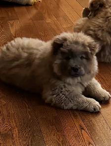 CHOW CHOW PUPPIES — PURE BRED