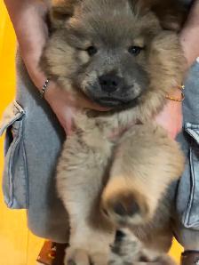 CHOW CHOW PUPPIES — PURE BRED - Photo 2