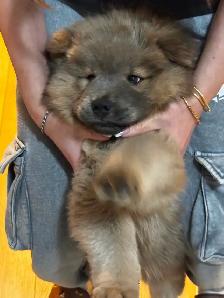 CHOW CHOW PUPPIES — PURE BRED - Photo 3