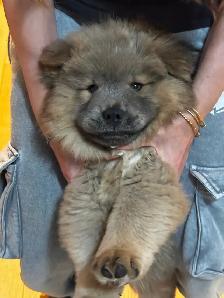CHOW CHOW PUPPIES — PURE BRED - Photo 4
