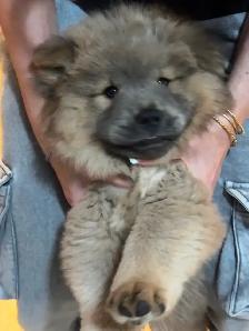 CHOW CHOW PUPPIES — PURE BRED - Photo 5