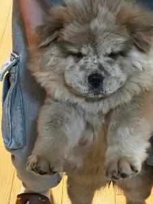 CHOW CHOW PUPPIES — PURE BRED - Photo 6