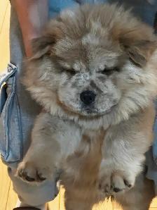 CHOW CHOW PUPPIES — PURE BRED - Photo 7