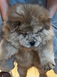 CHOW CHOW PUPPIES — PURE BRED - Photo 8