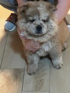 CHOW CHOW PUPPIES — PURE BRED - Photo 9