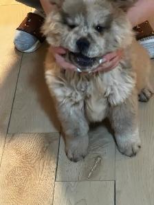 CHOW CHOW PUPPIES — PURE BRED - Photo 10