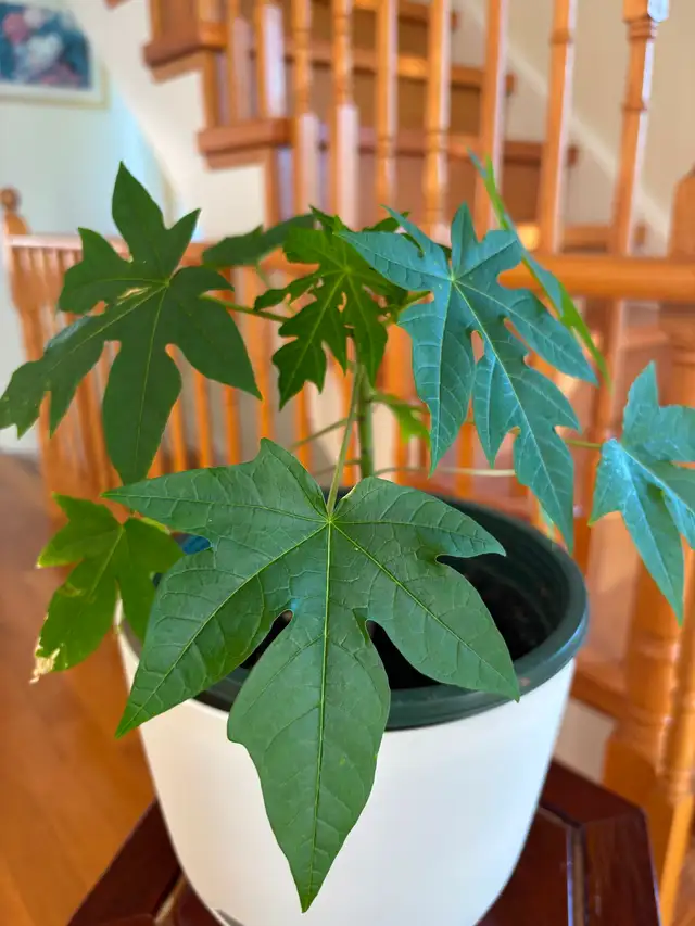 Papaya Flute Tree Plant-$18