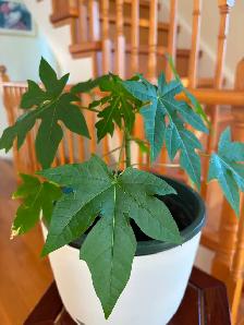 Papaya Flute Tree Plant-$18