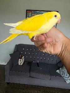 Lutino Quaker baby (sold)