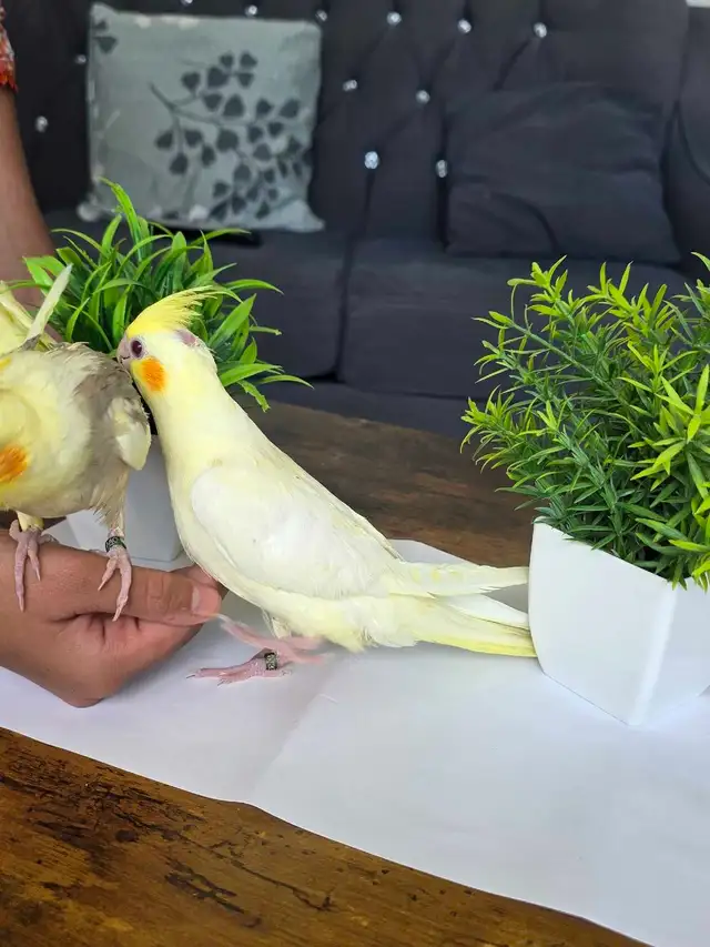 Cocktail Baby Lutino