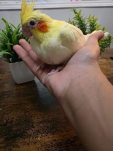 Cocktail Baby Lutino - Photo 2