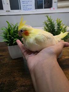 Cocktail Baby Lutino - Photo 3