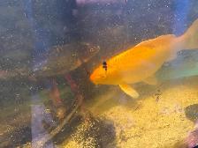 koi fish to good home
