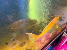 koi fish to good home - Photo 2