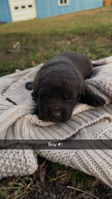 Lab/German Shepherd/Pyrenees puppies