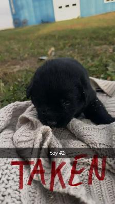 Lab/German Shepherd/Pyrenees puppies - Photo 2