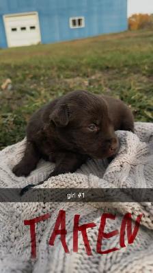 Lab/German Shepherd/Pyrenees puppies - Photo 3
