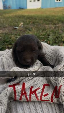 Lab/German Shepherd/Pyrenees puppies - Photo 4