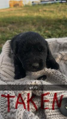 Lab/German Shepherd/Pyrenees puppies - Photo 5