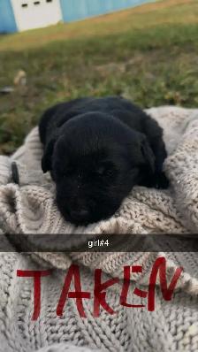 Lab/German Shepherd/Pyrenees puppies - Photo 6