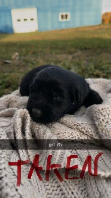 Lab/German Shepherd/Pyrenees puppies - Photo 7