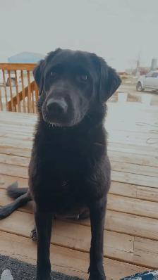 Lab/German Shepherd/Pyrenees puppies - Photo 8