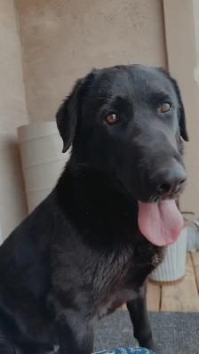 Lab/German Shepherd/Pyrenees puppies - Photo 9