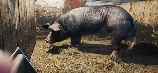 verrat berkshire