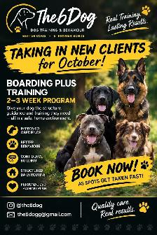 PUPPY AND ADULT DOG TRAINING - Photo 2