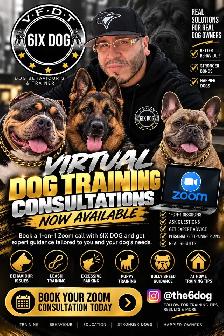 PUPPY AND ADULT DOG TRAINING - Photo 4