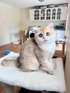 Magnifique petite femelle British Shorthair – LaMajeur Cattery