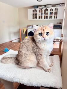 Magnifique petite femelle British Shorthair – LaMajeur Cattery - Photo 2
